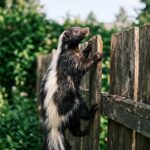 do skunks climb fences